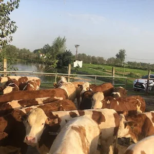 مزرعه موج سبز