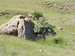 باغ پویا