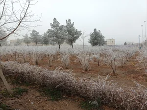بوستان انار دانشگاه خوراسگان.طرح واجرادکترصفایی