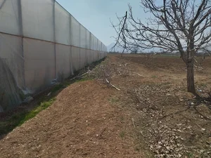 گلخانه صیفی جات خدایی