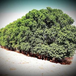 چناران Chenaran