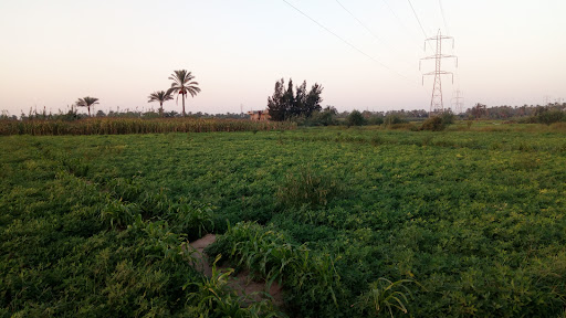 مزارع أولاد عبدالنبي