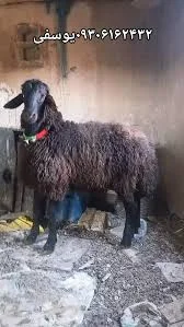 دامداری یوسفی