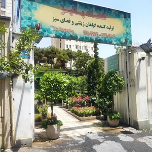 گلخانه پالیز 3