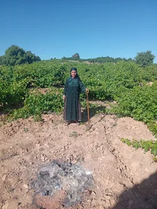 باغ حسین امیری