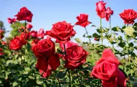پیرایش کاکتوس نود