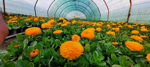 تولیدی گل استانسی