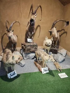 موزه علوم طبيعي 3