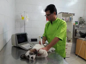 dr farhadi veterinary clinic