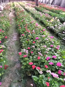 بهنو گل (گلخانه شعبه پاکدشت)