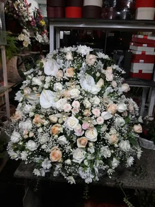 گل سروینا