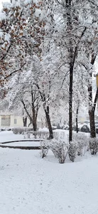پارک شکوفه
