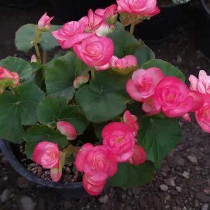 گلباغ افرا