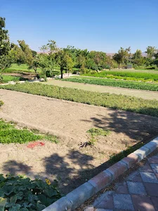 مزرعه سبزیجات حاج حمید جمشیدی