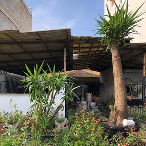 گل و گیاه مهرافرور