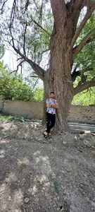 بنگاه صنوبر