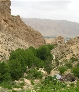 مرکز خرید انجیر استهبان