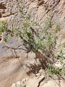 باغ بیات