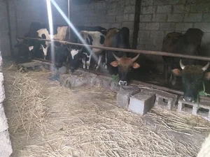 دامداری صولتی