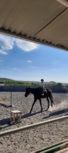 سوارکاری شاهد
