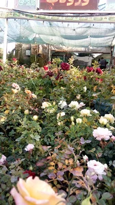 فروشگاه گلسرای همیشه بهار