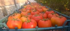 نظرآباد نجم اباد