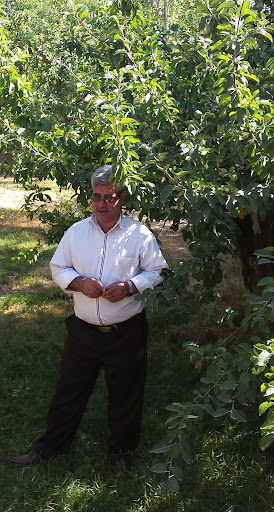 دندانسازی سبزی