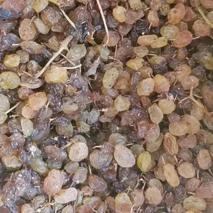 کشمش افتابی وخشکبار علیزاده 3