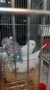پرنده سرای زینتی مرغ آمین