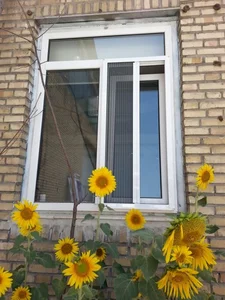 محسن قلندری 2