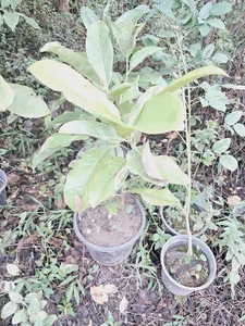 گل و گیاه توسکا
