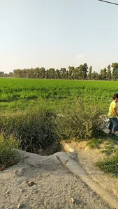 فضای سبز