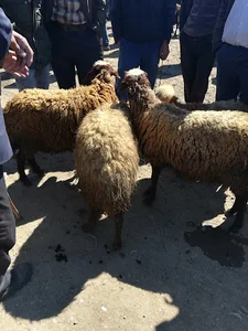 میدان گوسفند فروشی