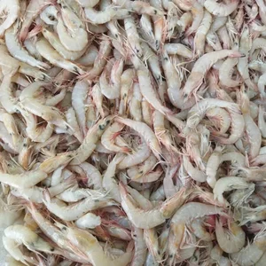 ماهی و میگو دختر ناخدا