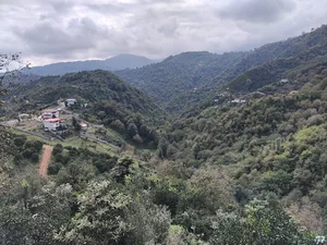 پتک (POTAK) بام رامسر