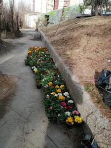 نهالستان آریا نهال 4