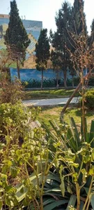 پارک شهرداری 3