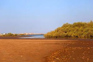 جنگل حرا جزیره هرمز