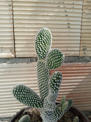 گلکده نهال