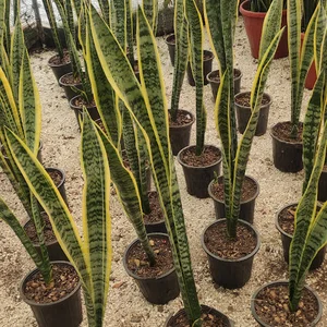 باغ گل و گیاه دانیال