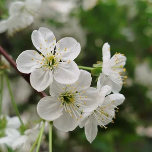 تبریز