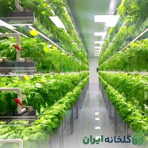 گلخانه صیفی