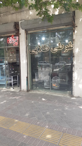 طوطی طلایی