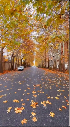 الشتر خیابان آیت‌الله بروجردی روبه‌رو جهادکشاورزی