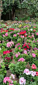گلخانه ارغوان