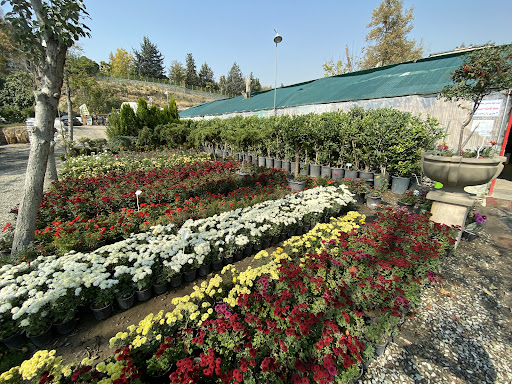 باغ گل ايران رز
