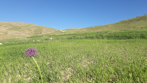 کوه شیخ شرف