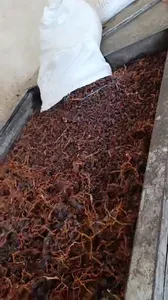 مویز و کشمش بش آفتاب خشک اصل دشمن زیاری 4