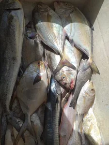 شارک دوهمی مارکت 3