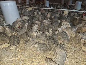 مزرعه پرورش طیور سیمرغ